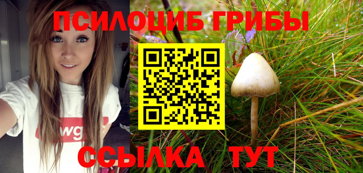 где можно купить   Вход с VPN  Нерюнгри  Псилоцибиновые грибы Psilocybine cubensis 